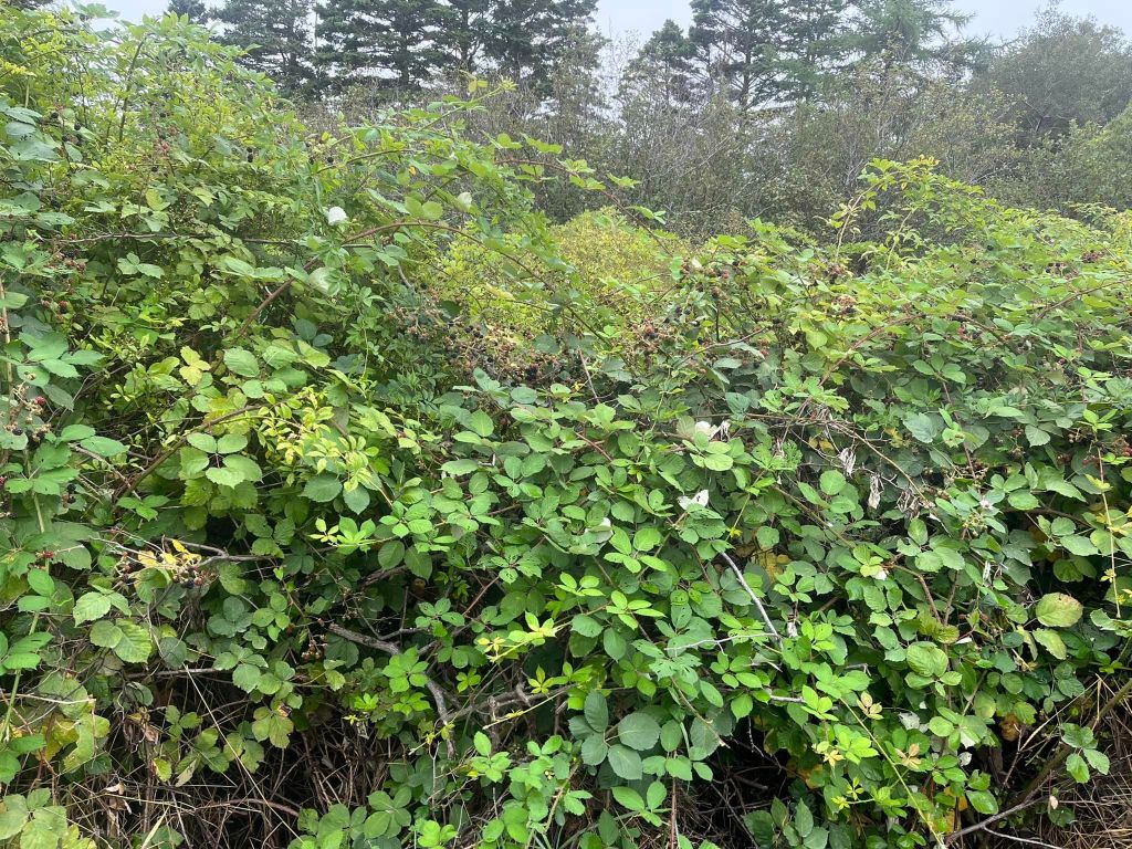 Blackberry brambles take over field
