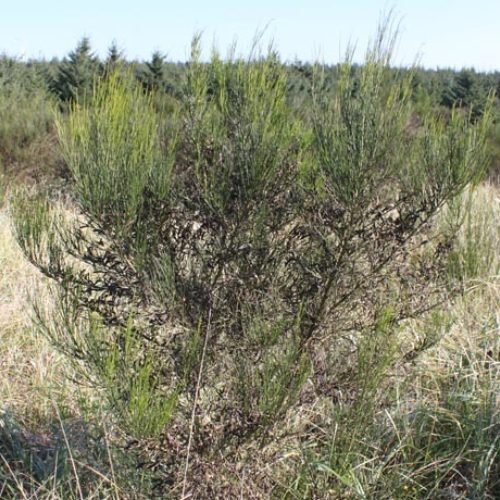 Scotch broom refuses to leave